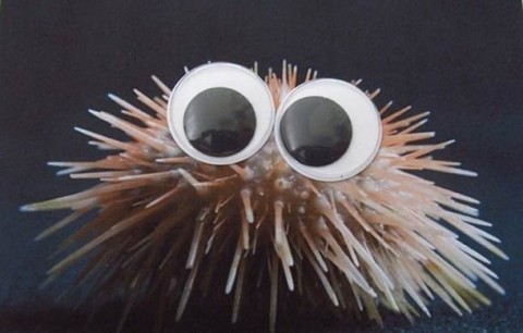 fauna marina ojitos mis gafas de pasta02