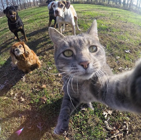 gato-gopro-selfies-mis-gafas-de-pasta01