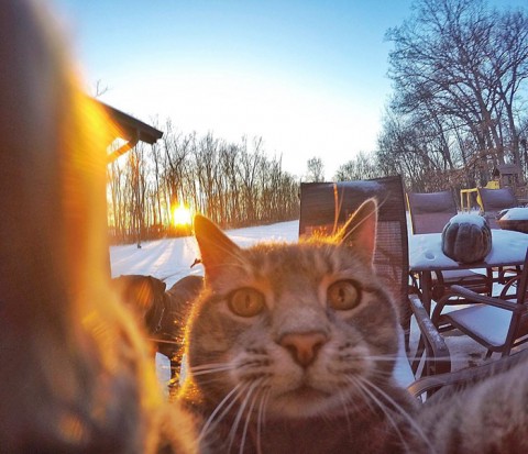 gato-gopro-selfies-mis-gafas-de-pasta04
