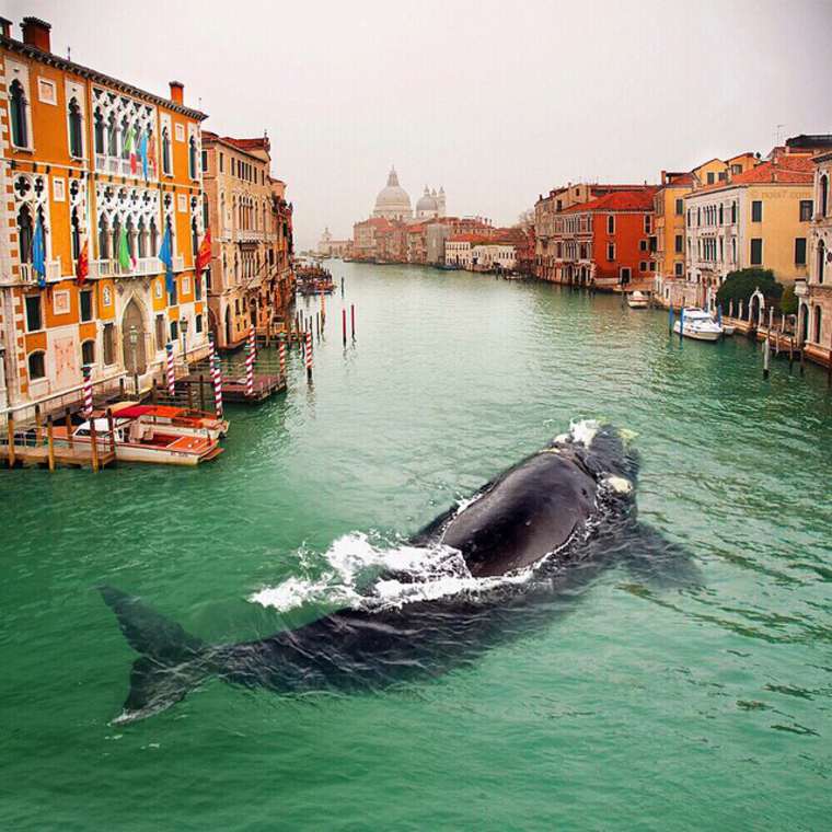 las fotazas de rober jahns. una orca en venecia