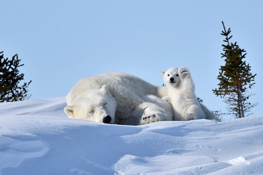 fotos de animales muy divertidas mis gafas de pasta oso polar