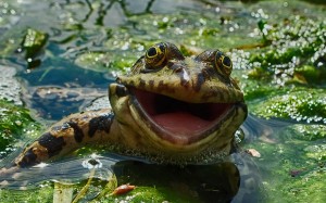 fotos divertidas animales mis gafas de pasta rana riendo
